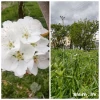بهار در آموزشکده 10