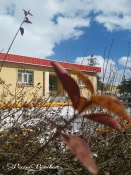 بهار در آموزشکده 20
